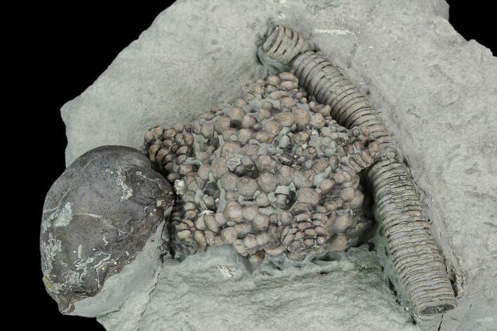 Crinoid (Gilbertsocrinus) Fossil - Crawfordsville, Indiana #125910